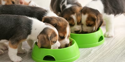 beagle puppies puppies eating dog food from green bowls.